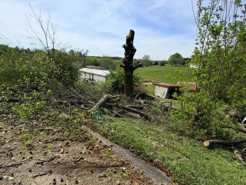 Tree Services (7)