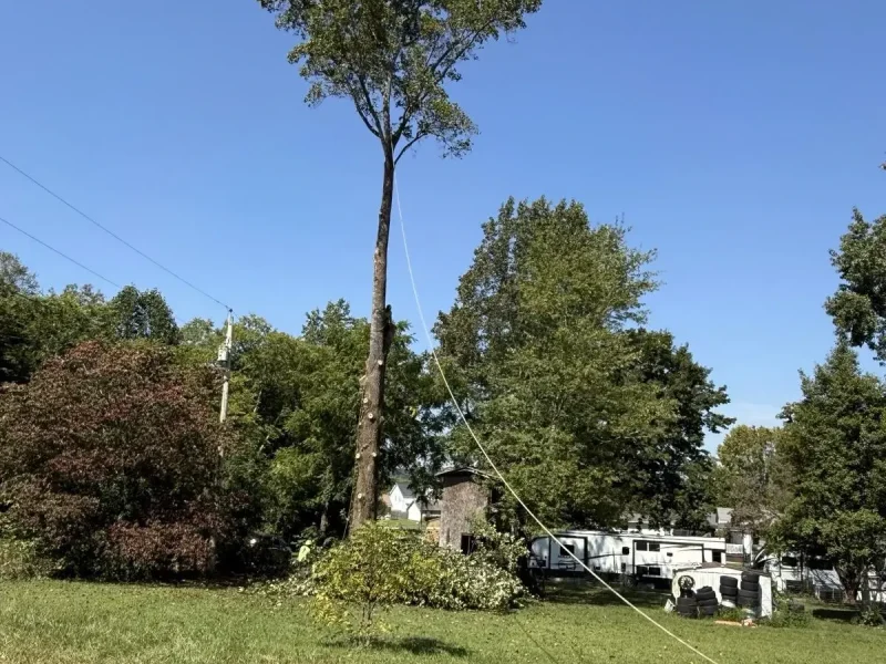 Tree Services (9)